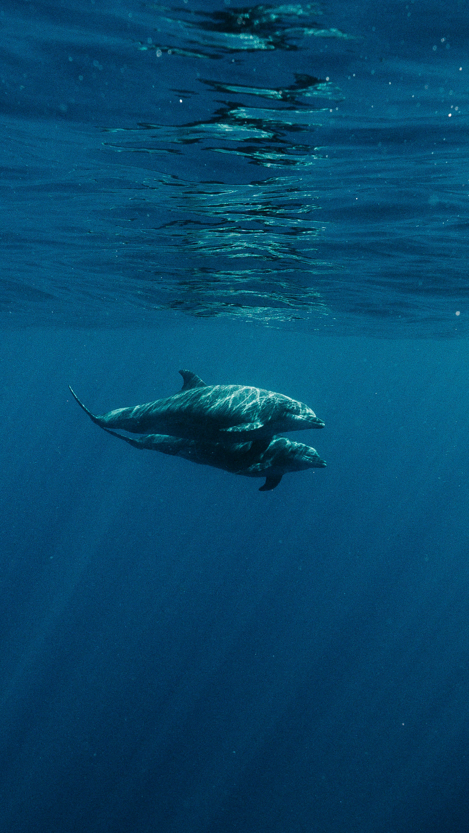Dolphins cutting through the surface