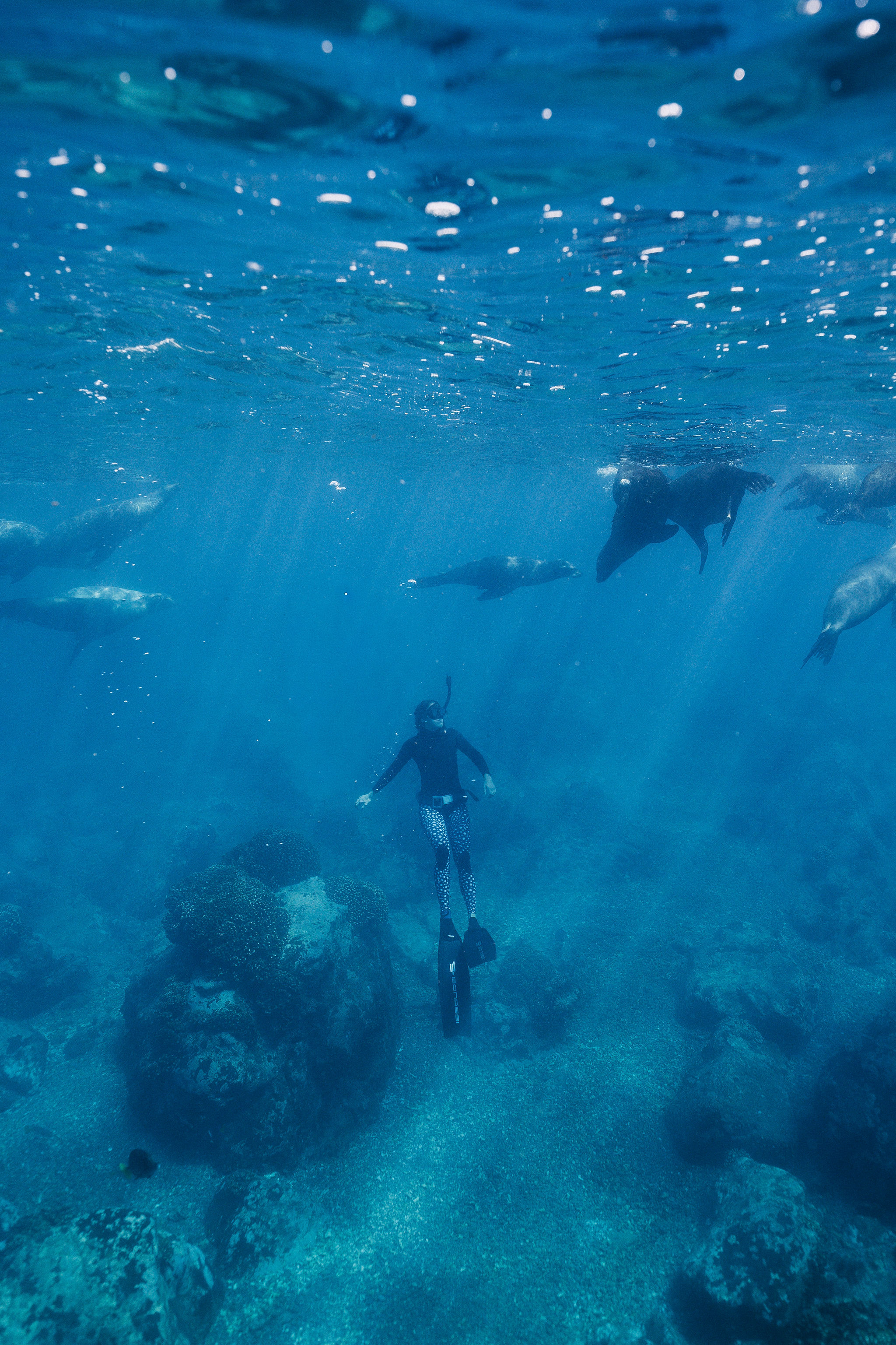 A freediver surrounded by playful sea lions in Baja California