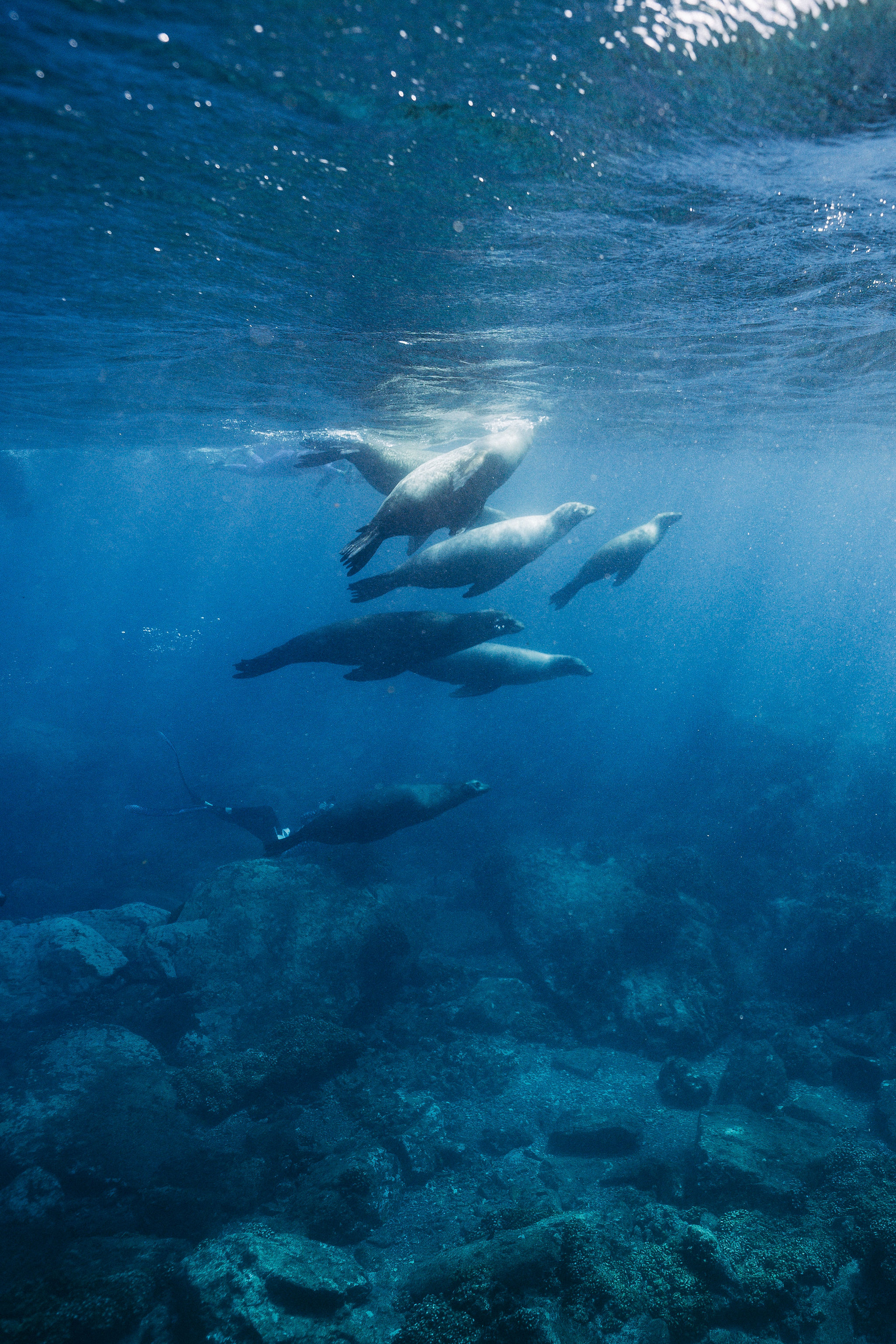 Group of sea lions resting on the rocks