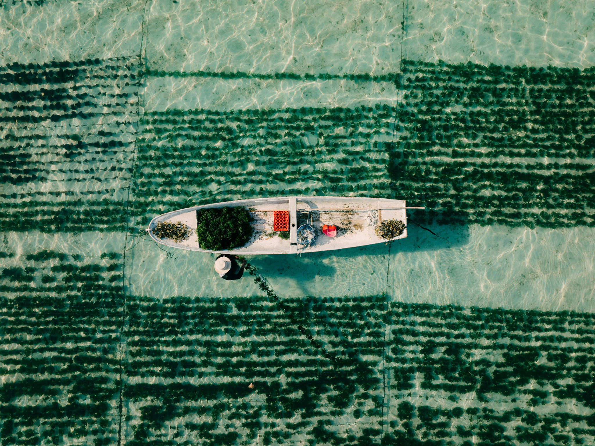 Wooden boat moored above a seaweed farm