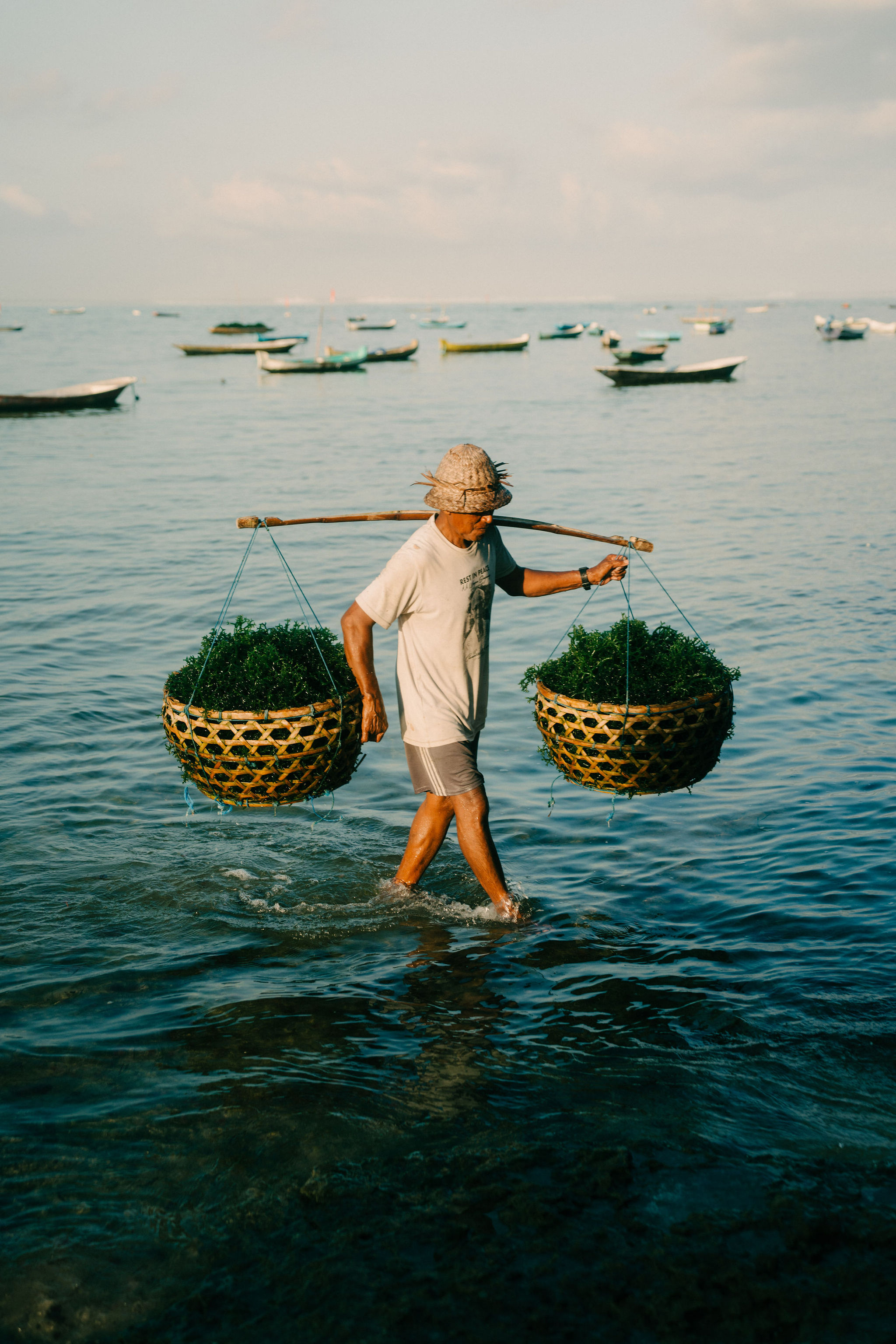 Seaweed farmer working the shallows at golden hour