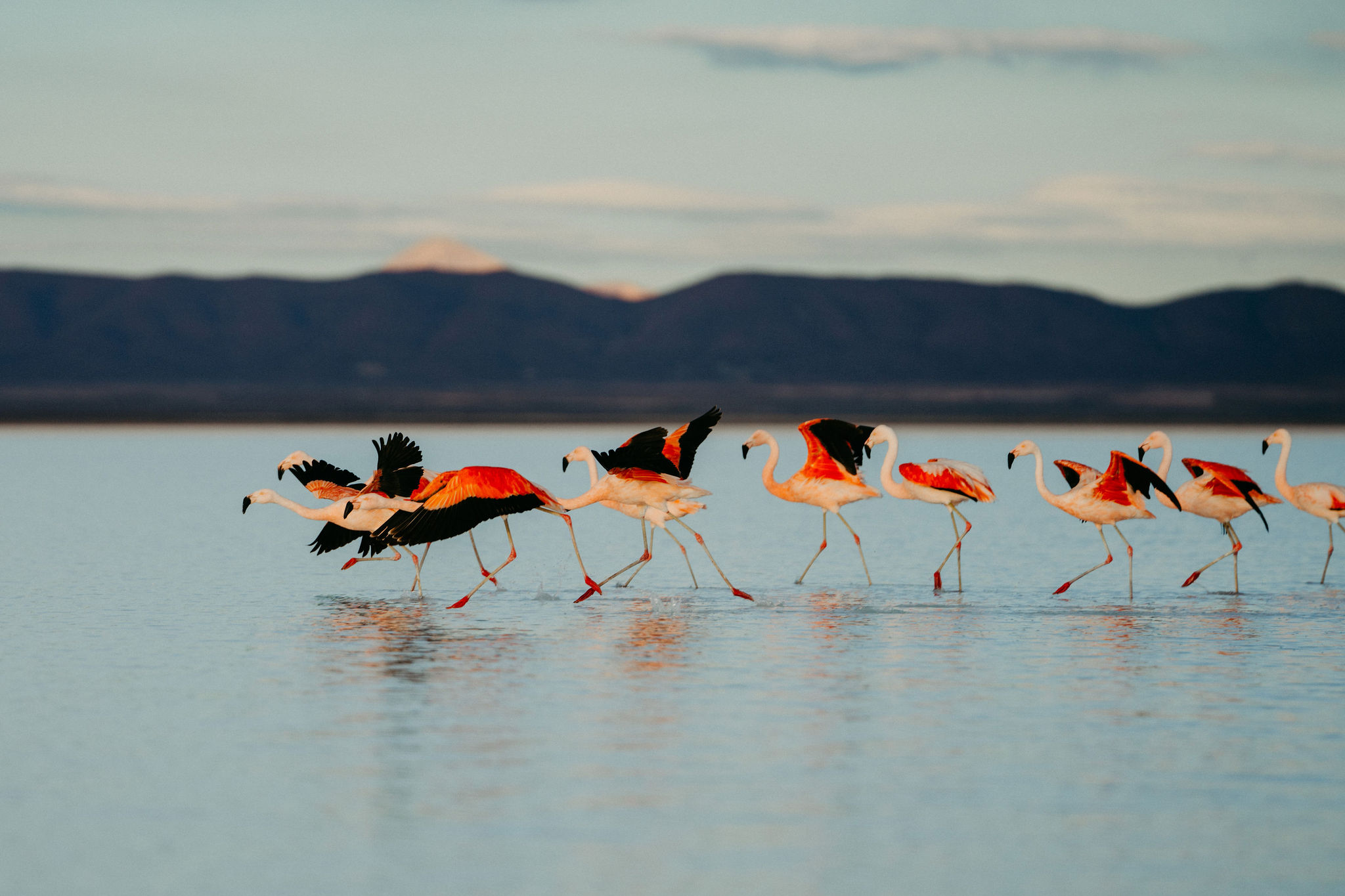 Flamingos wading through a red Altiplano lagoon