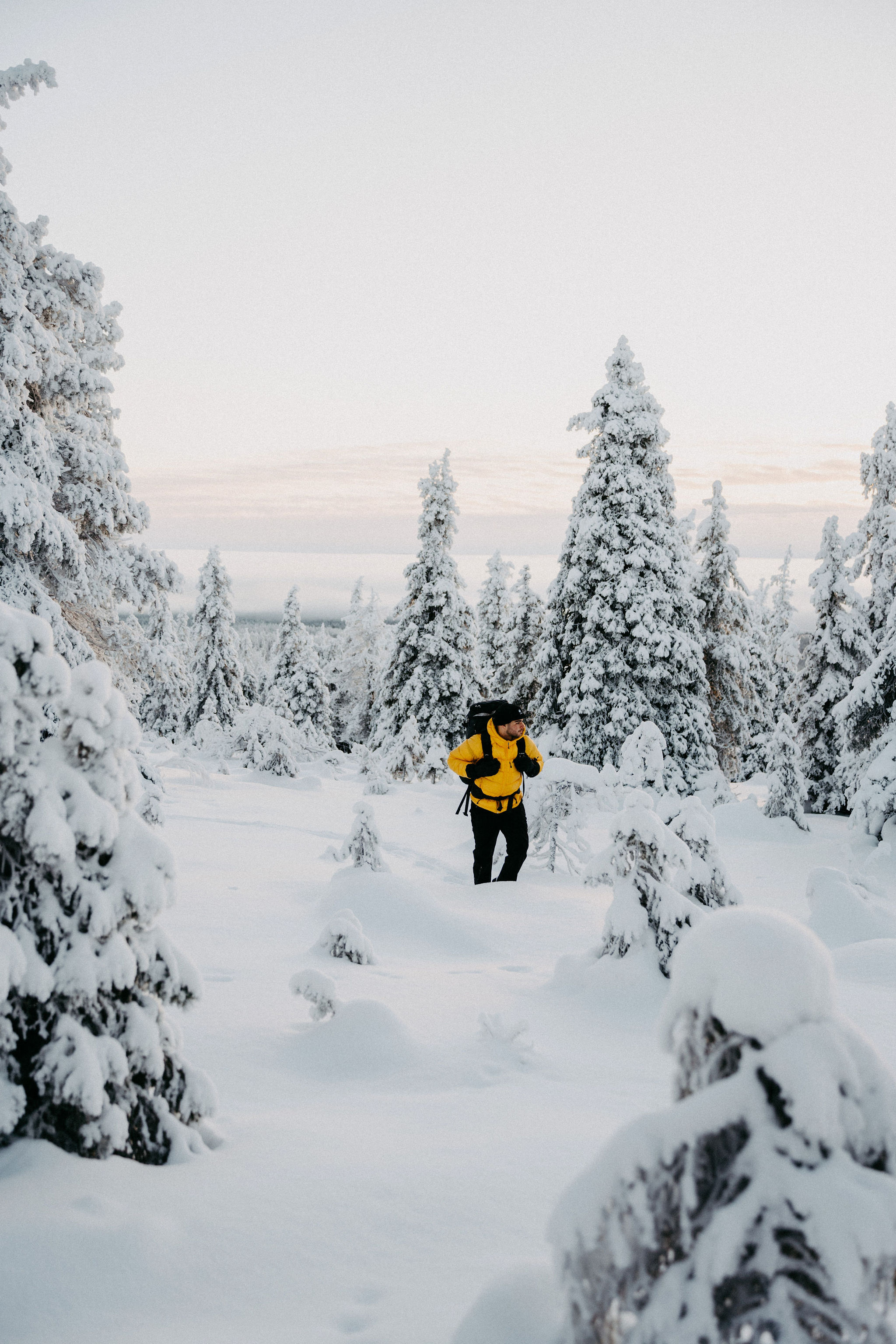 Northern lights above a snow-covered forest in Finnish Lapland