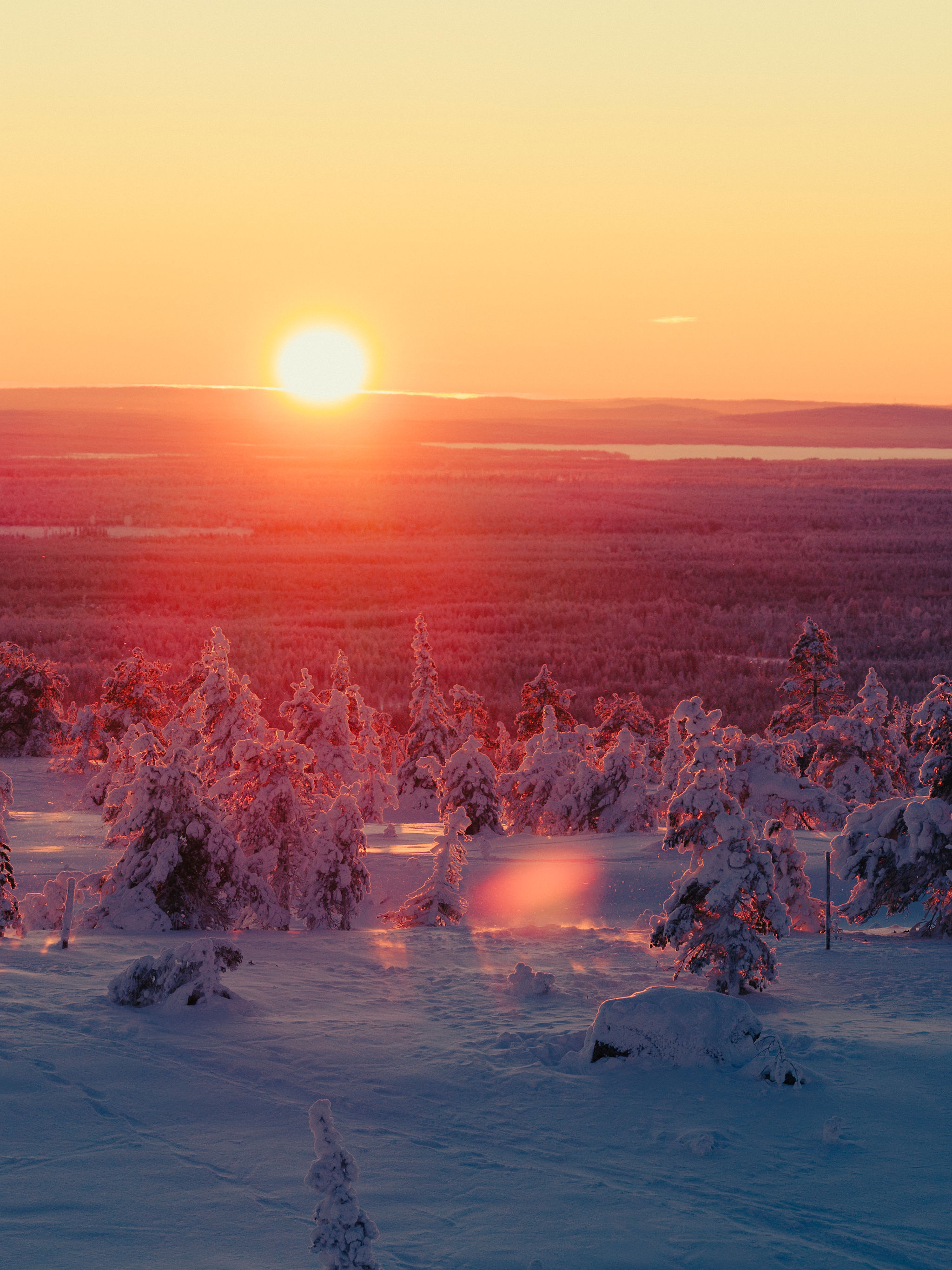 Snow-laden pine forest on a Lapland fell in low winter sun