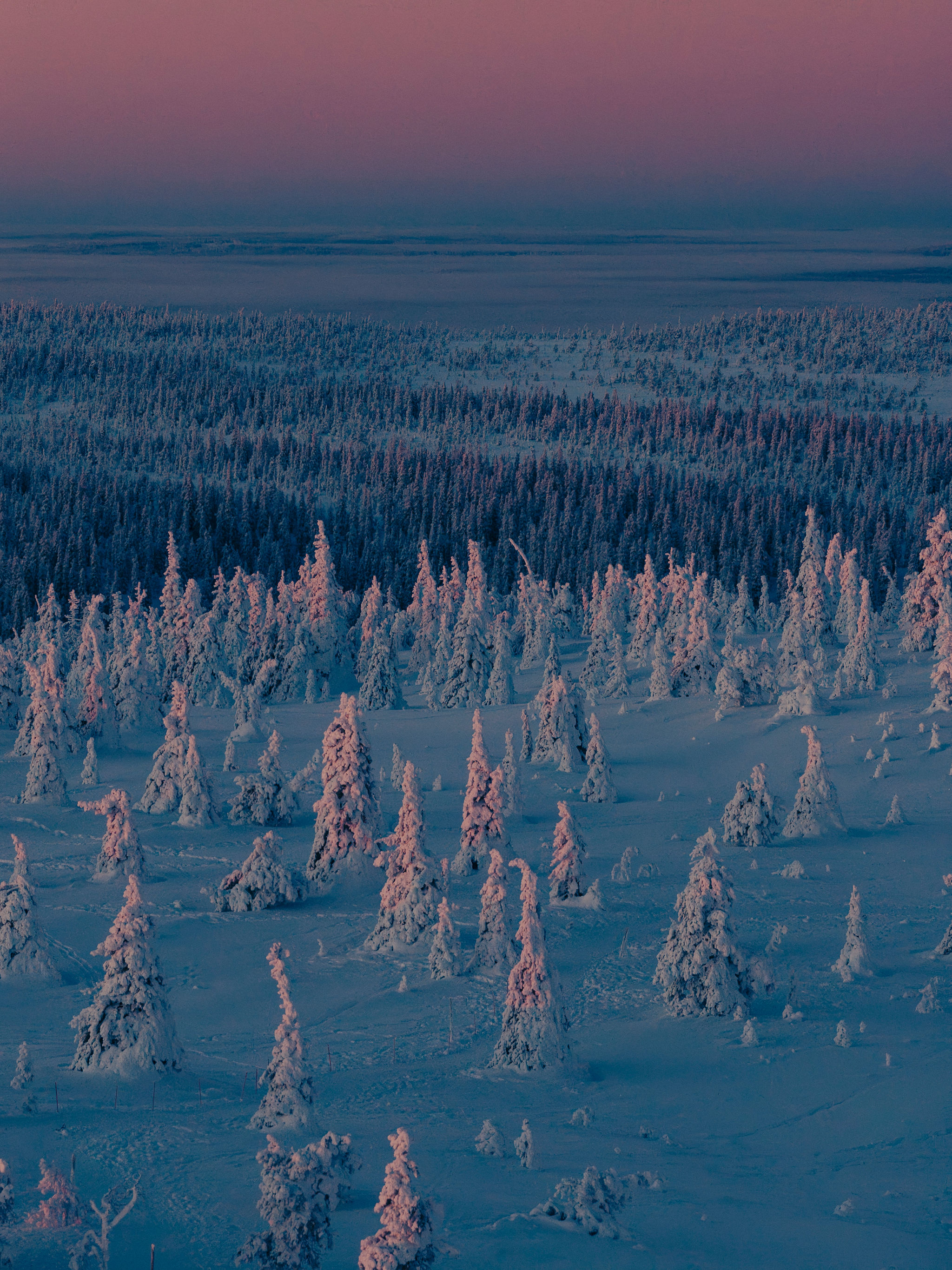 Pink polar sunset over the frozen Lapland treeline
