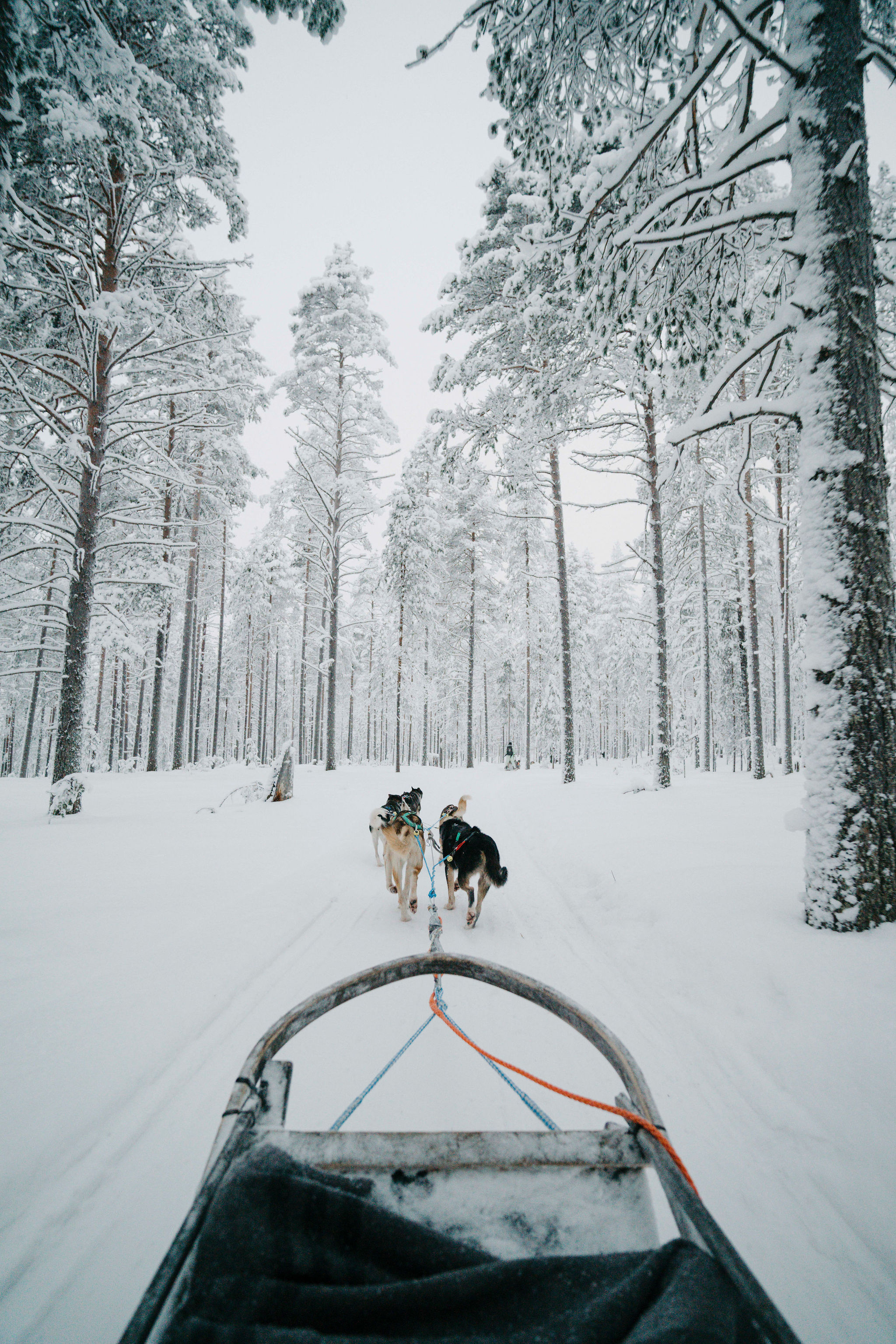 Husky team pulling a sled through a snowy Lapland forest