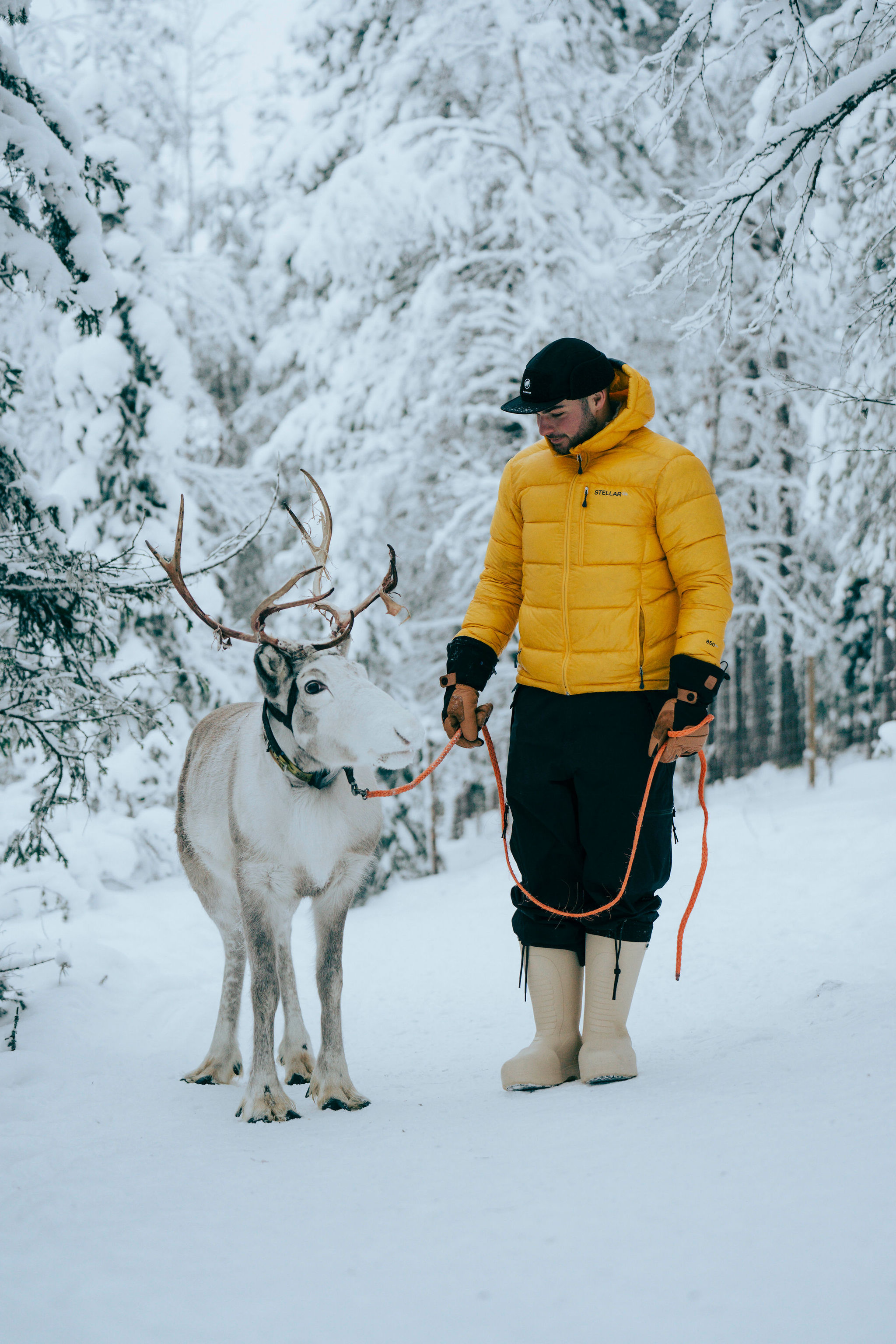Reindeer walking through deep snow in a Lapland forest