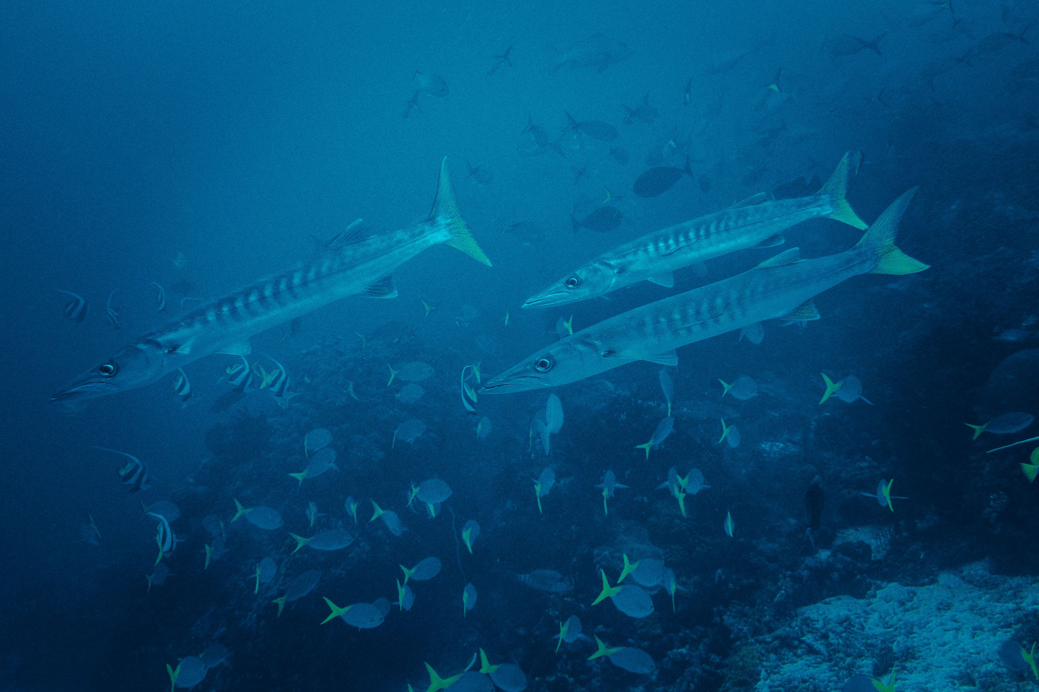 Tornado of barracuda circling in the blue