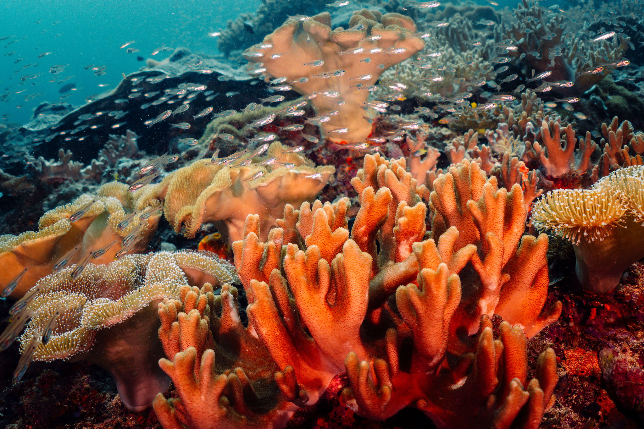 Dense soft coral garden in the waters around Misool
