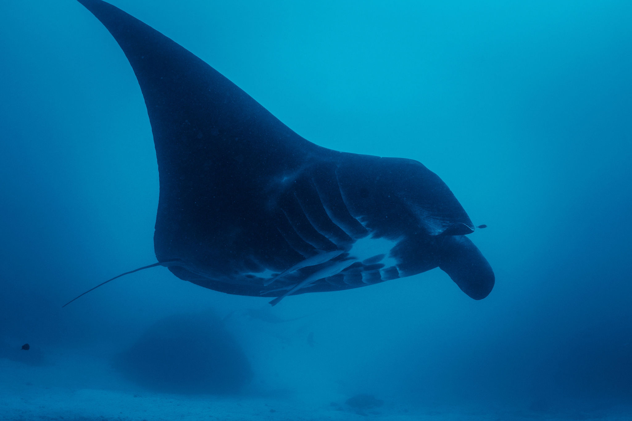 Manta ray gliding over a cleaning station in Raja Ampat