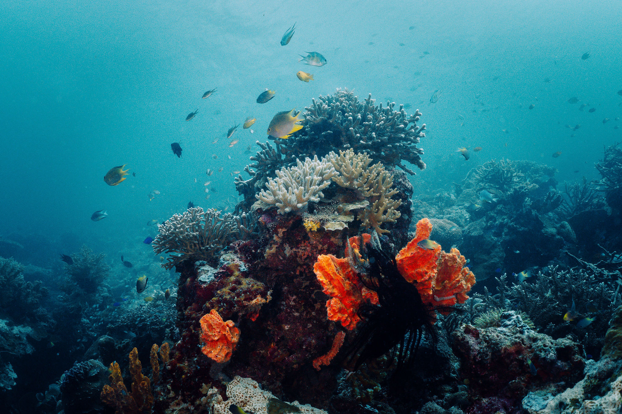 Reef crowded with dense schools of small fish